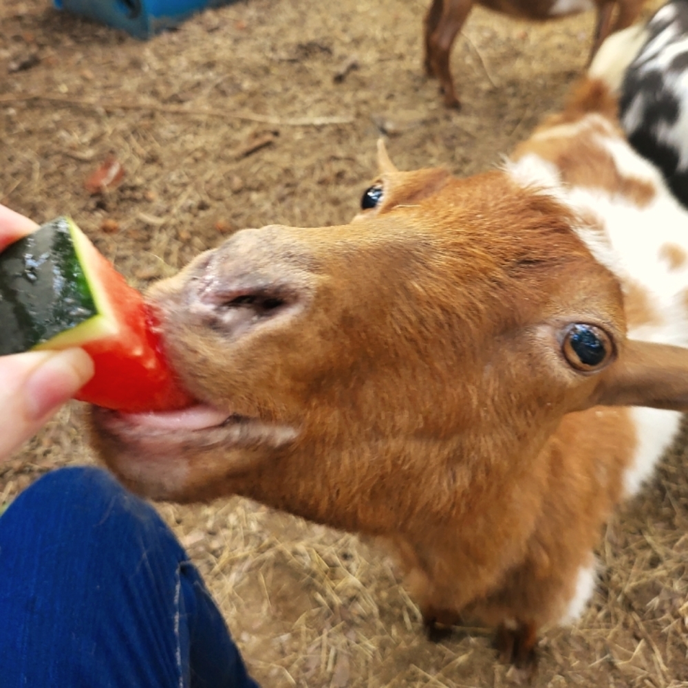 Meet your Posher, Amy